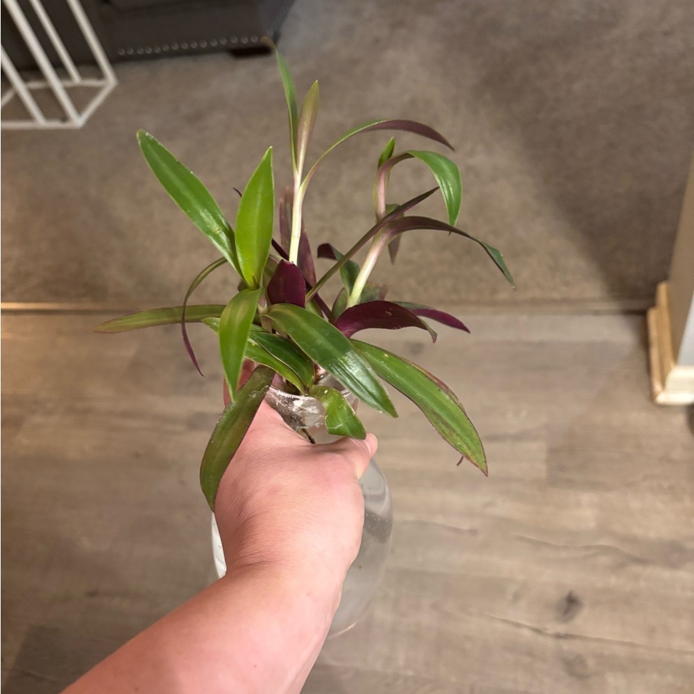 Moses-in-the-cradle (Tradescantia spathacea) Cuttings (Set of 2)